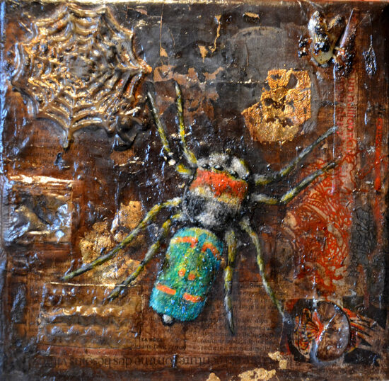 Peacock spider